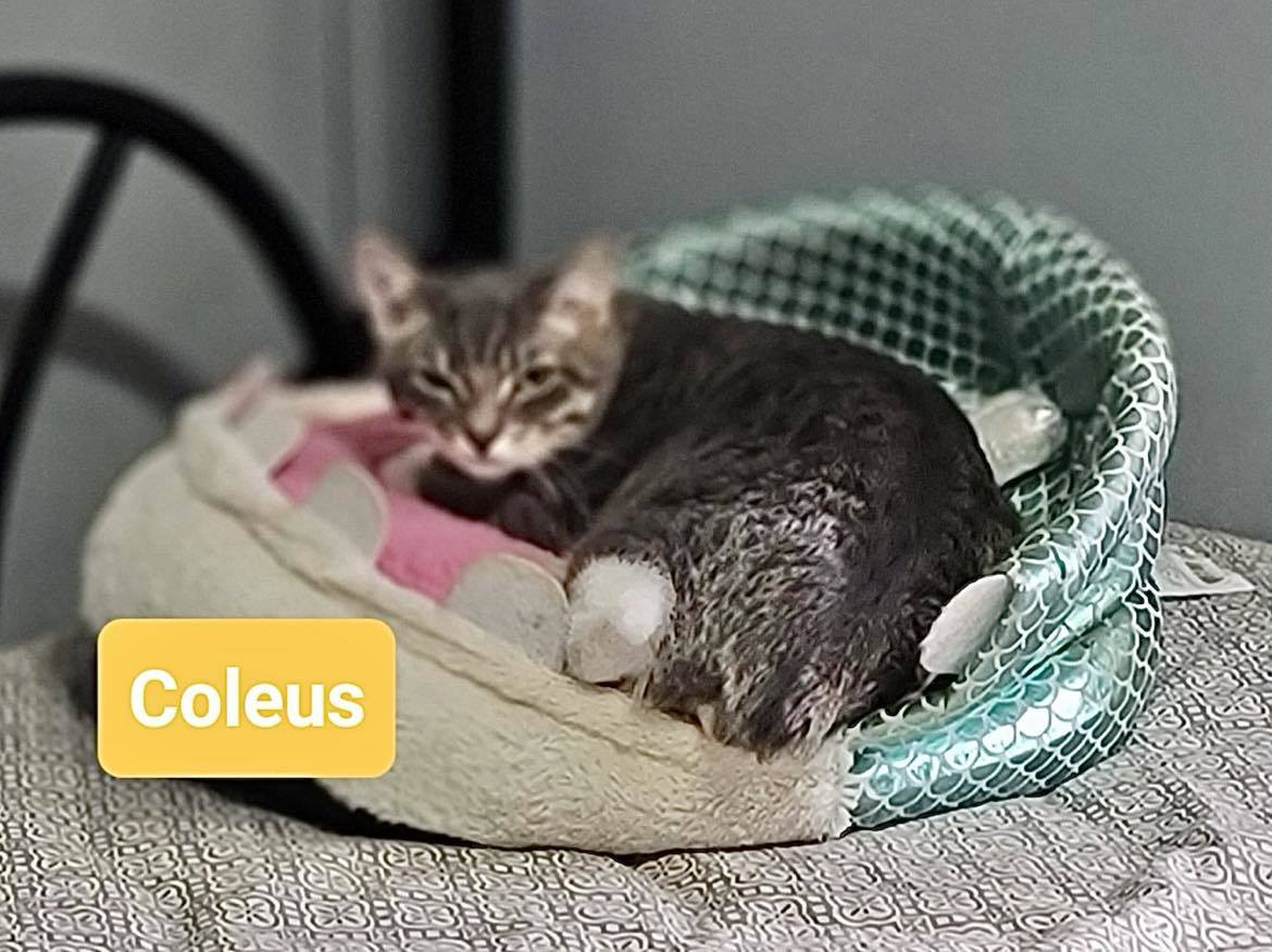 COLEUS, an adoptable Domestic Short Hair, Tabby in Capshaw, AL, 35742 | Photo Image 1