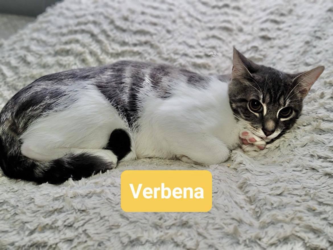 VERBENA, an adoptable Domestic Short Hair, Tabby in Capshaw, AL, 35742 | Photo Image 1