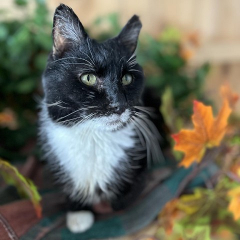 Jerry Garcia - DR0489, an adoptable Domestic Short Hair in Park City, UT, 84098 | Photo Image 1