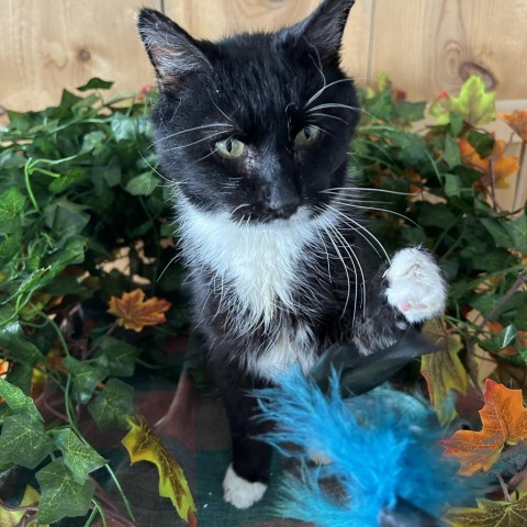 Jerry Garcia - DR0489, an adoptable Domestic Short Hair in Park City, UT, 84098 | Photo Image 2