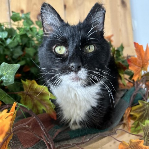 Jerry Garcia - DR0489, an adoptable Domestic Short Hair in Park City, UT, 84098 | Photo Image 2