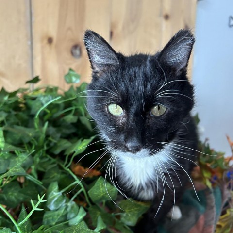 Jerry Garcia - DR0489, an adoptable Domestic Short Hair in Park City, UT, 84098 | Photo Image 4