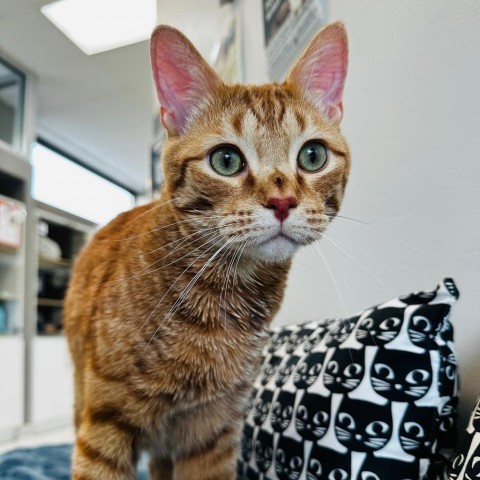 Rapper - OTO1000, an adoptable Domestic Short Hair in Park City, UT, 84098 | Photo Image 1