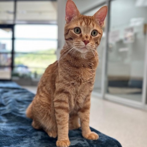 Rapper - OTO1000, an adoptable Domestic Short Hair in Park City, UT, 84098 | Photo Image 1