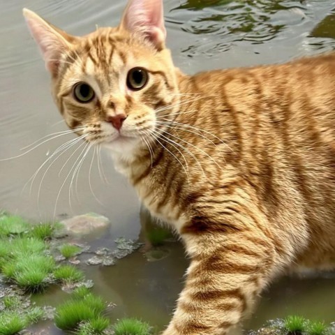 Rapper - OTO1000, an adoptable Domestic Short Hair in Park City, UT, 84098 | Photo Image 2