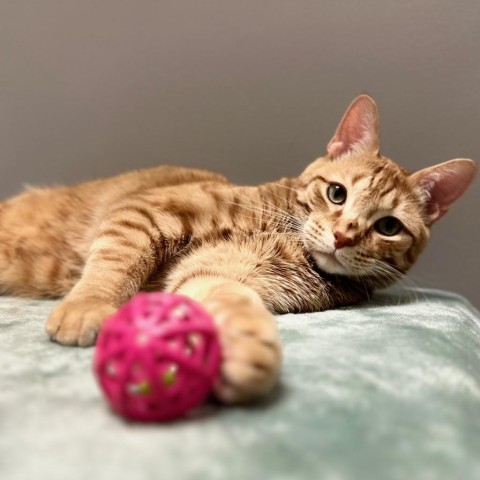 Rapper - OTO1000, an adoptable Domestic Short Hair in Park City, UT, 84098 | Photo Image 3