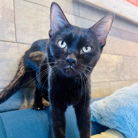 Gus Goose - CU3126, an adoptable Domestic Short Hair in Park City, UT, 84098 | Photo Image 1