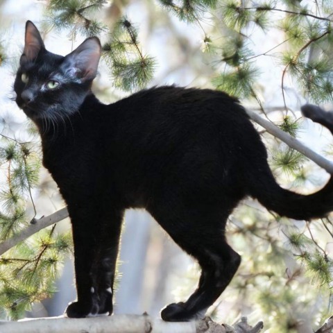 Gus Goose - CU3126, an adoptable Domestic Short Hair in Park City, UT, 84098 | Photo Image 2