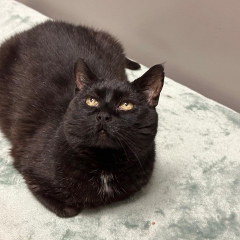 Moon Pie, an adoptable Domestic Short Hair in Park City, UT, 84098 | Photo Image 2