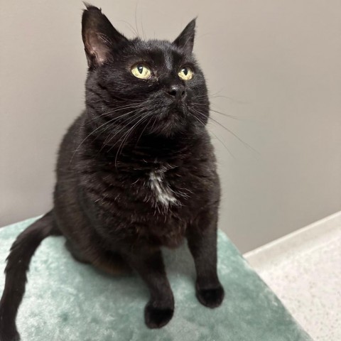 Moon Pie, an adoptable Domestic Short Hair in Park City, UT, 84098 | Photo Image 2