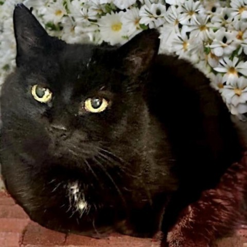 Moon Pie, an adoptable Domestic Short Hair in Park City, UT, 84098 | Photo Image 2