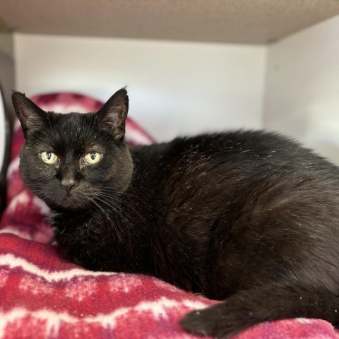 Moon Pie, an adoptable Domestic Short Hair in Park City, UT, 84098 | Photo Image 6