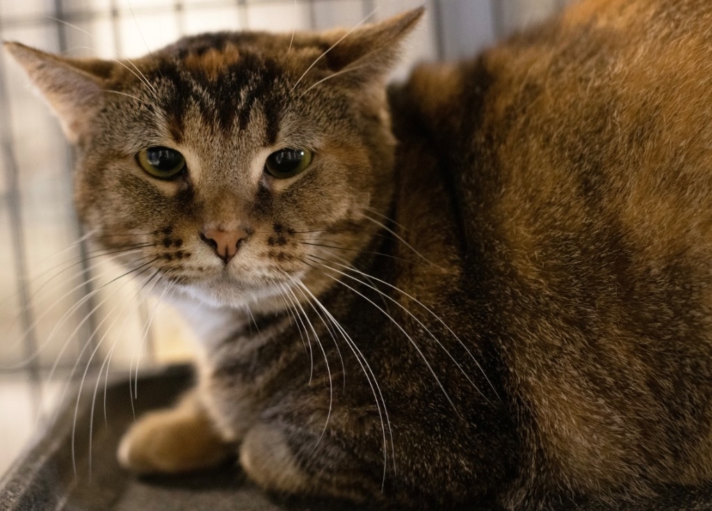 Aggie, an adoptable Domestic Short Hair in Saginaw, MI, 48604 | Photo Image 1