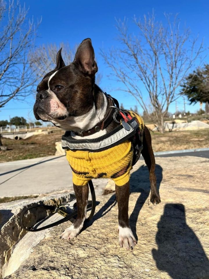Lamont, an adoptable Boston Terrier in Van Vleck, TX_image-3