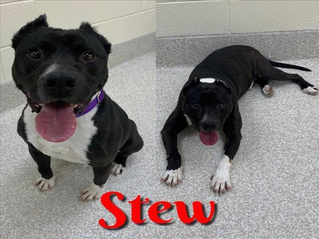 STEW, an adoptable Cane Corso, Mixed Breed in Saginaw, MI, 48602 | Photo Image 1