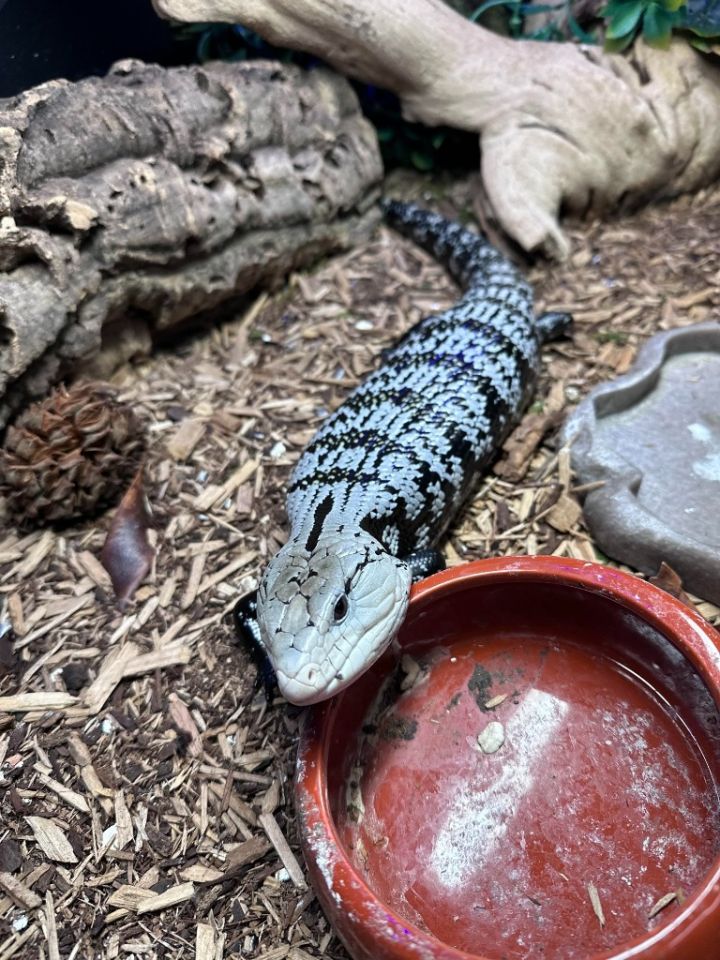 Reptile for adoption Morty, a Lizard in Eagle Mountain, UT Petfinder