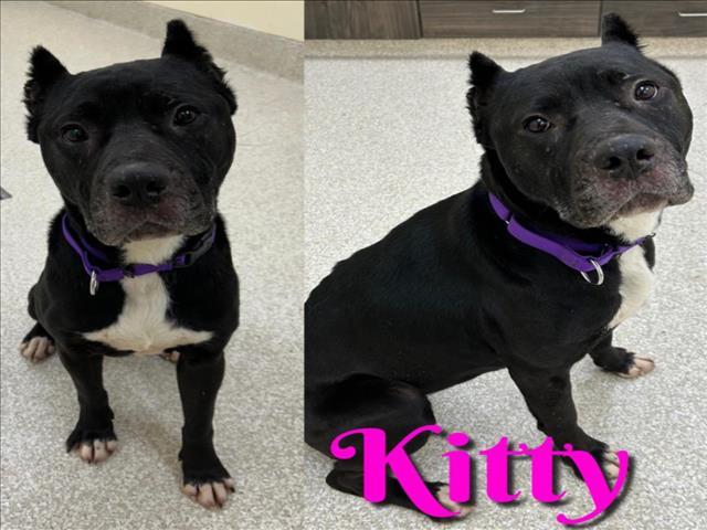 KITTY, an adoptable Cane Corso, Mixed Breed in Saginaw, MI, 48602 | Photo Image 1