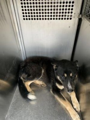 Timon, Young Male German Shepherd Dog