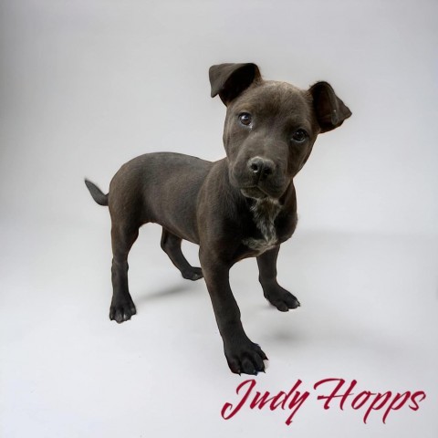 Judy Hopps 3