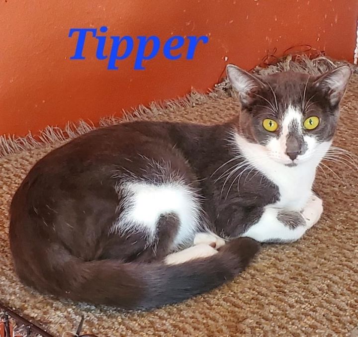 Tipper 2