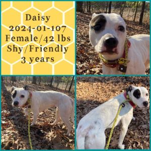 2024-01-107 *Daisy*