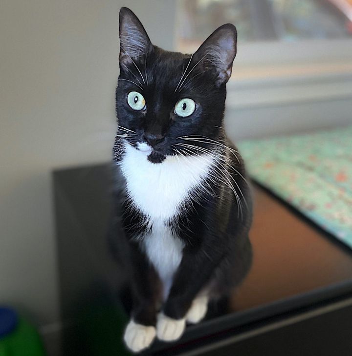 Cassidy, an adoptable Tuxedo & Domestic Short Hair Mix in Springfield, OR_image-1