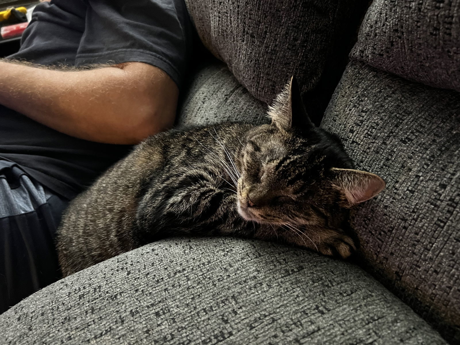 Daphne- special needs