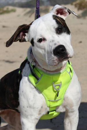 Remi is a 7-month-old Pittie mix puppy who was raised in 2 temporary homes where she interacted nice