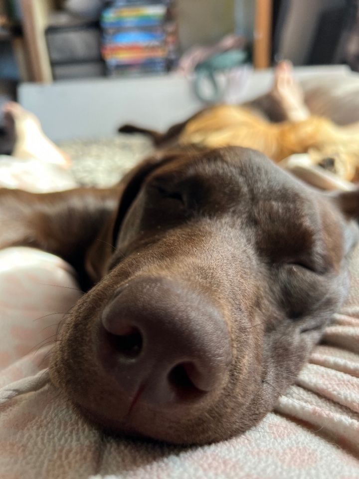 Dog for adoption Hadleigh, a Chocolate Labrador Retriever in