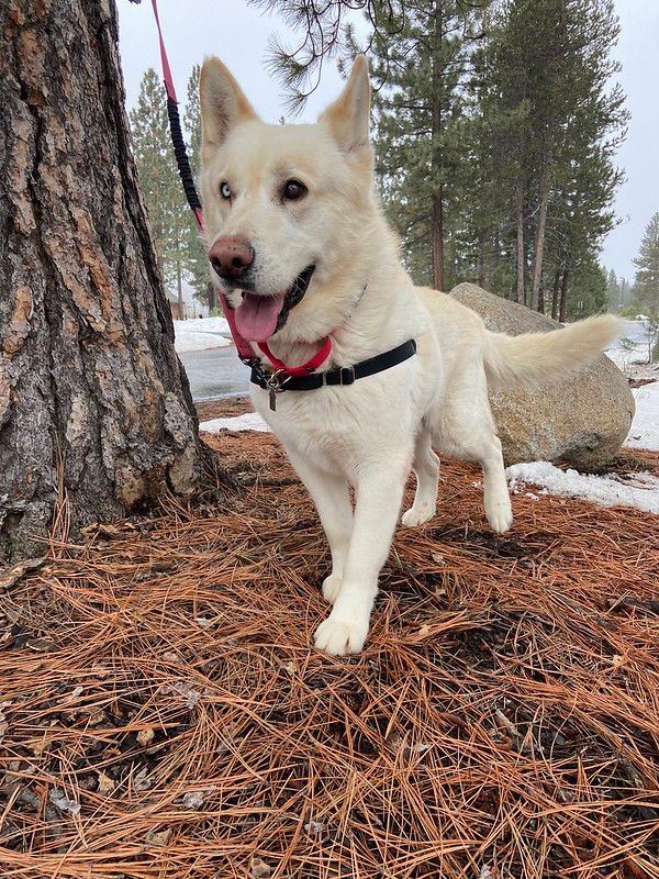 Pegasus, an adoptable Mixed Breed in Truckee, CA_image-4