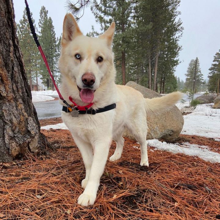 Pegasus, an adoptable Mixed Breed in Truckee, CA_image-1