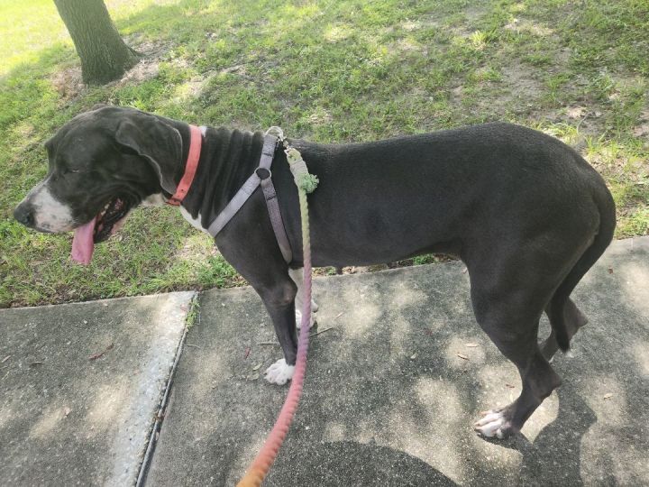 Athena, an adoptable Great Dane in Orlando, FL_image-2