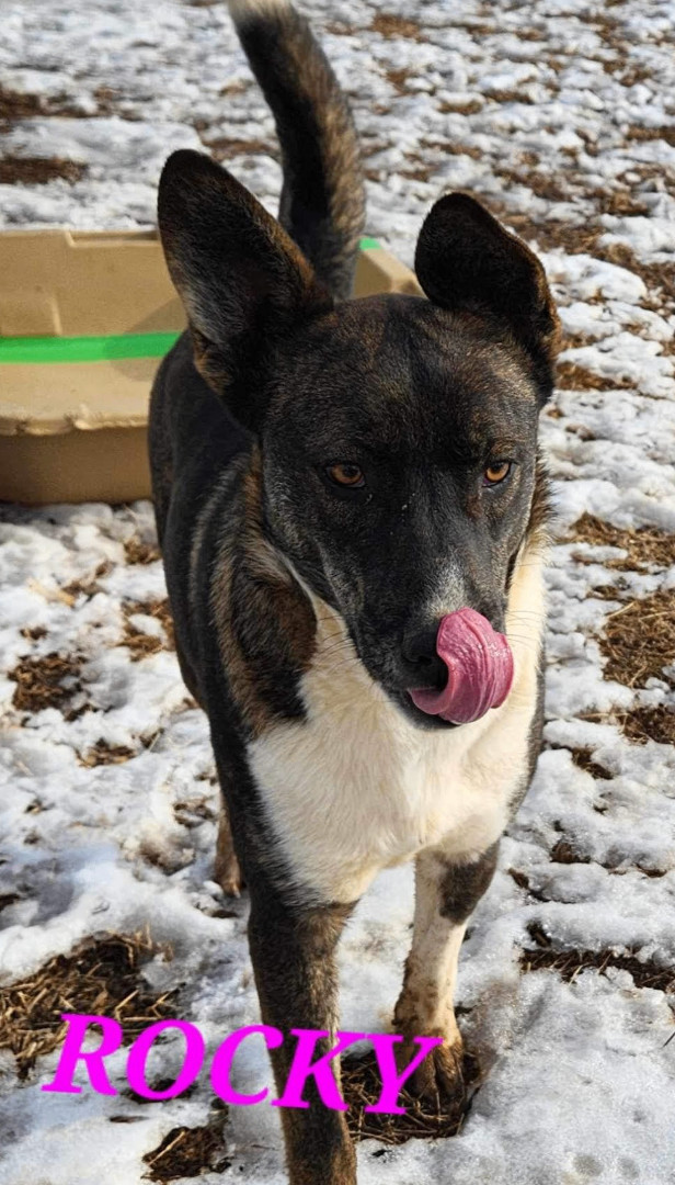 Rocky Playful, an adoptable Husky Mix in Woburn, MA_image-4