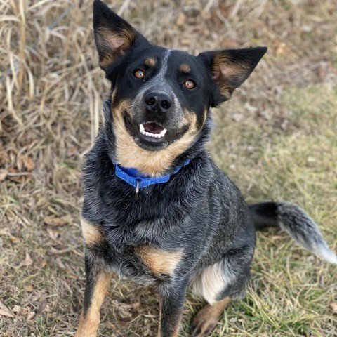 Magpie, an adoptable Cattle Dog in Decorah, IA_image-1