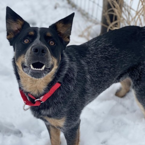 Magpie, an adoptable Cattle Dog in Decorah, IA_image-4
