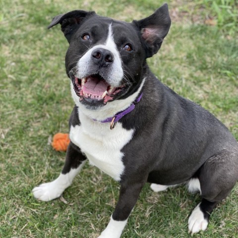 Murphy, an adoptable Boxer, Pit Bull Terrier in Decorah, IA, 52101 | Photo Image 1