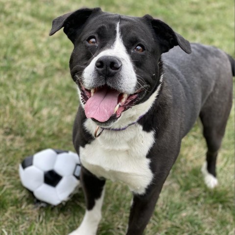 Murphy, an adoptable Boxer, Pit Bull Terrier in Decorah, IA, 52101 | Photo Image 2