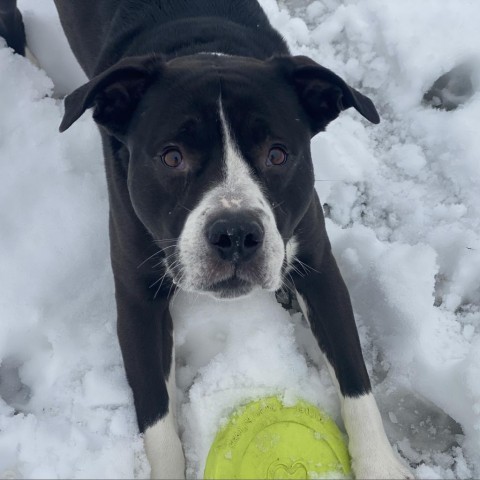 Murphy, an adoptable Boxer, Pit Bull Terrier in Decorah, IA, 52101 | Photo Image 2