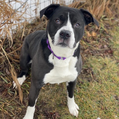 Murphy, an adoptable Boxer, Pit Bull Terrier in Decorah, IA, 52101 | Photo Image 2