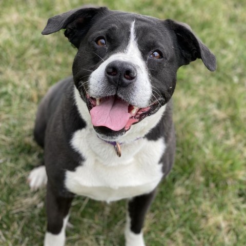 Murphy, an adoptable Boxer, Pit Bull Terrier in Decorah, IA, 52101 | Photo Image 3