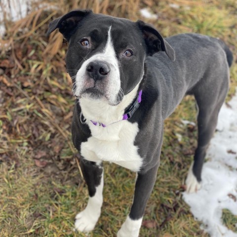 Murphy, an adoptable Boxer, Pit Bull Terrier in Decorah, IA, 52101 | Photo Image 3