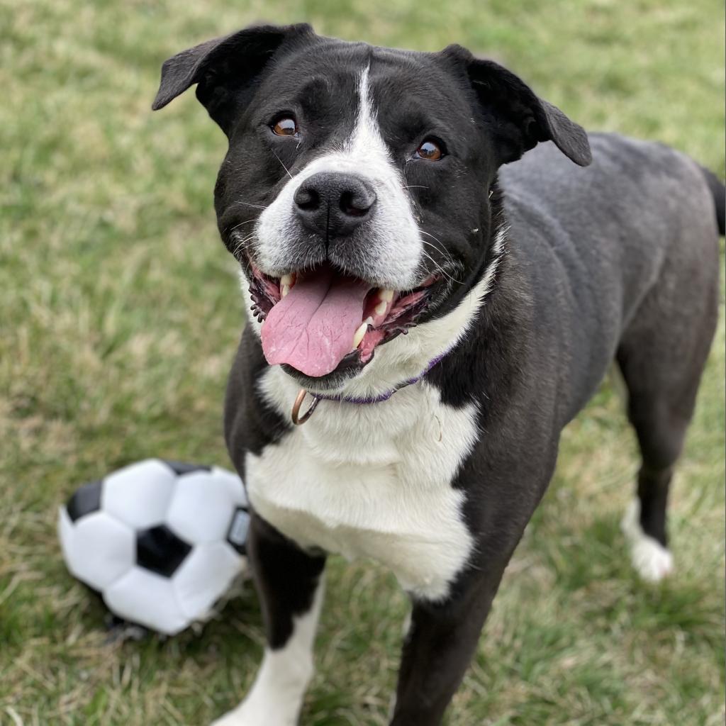 Murphy, an adoptable Boxer, Pit Bull Terrier in Decorah, IA, 52101 | Photo Image 4