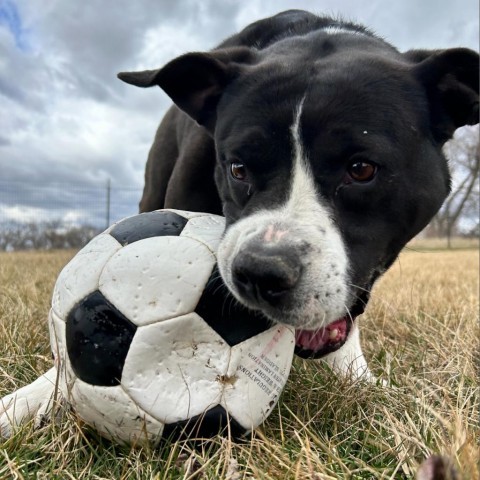 Murphy, an adoptable Boxer, Pit Bull Terrier in Decorah, IA, 52101 | Photo Image 6