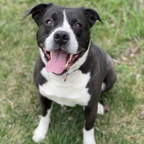 Murphy, an adoptable Boxer, Pit Bull Terrier in Decorah, IA, 52101 | Photo Image 6