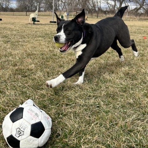 Murphy, an adoptable Boxer, Pit Bull Terrier in Decorah, IA, 52101 | Photo Image 6