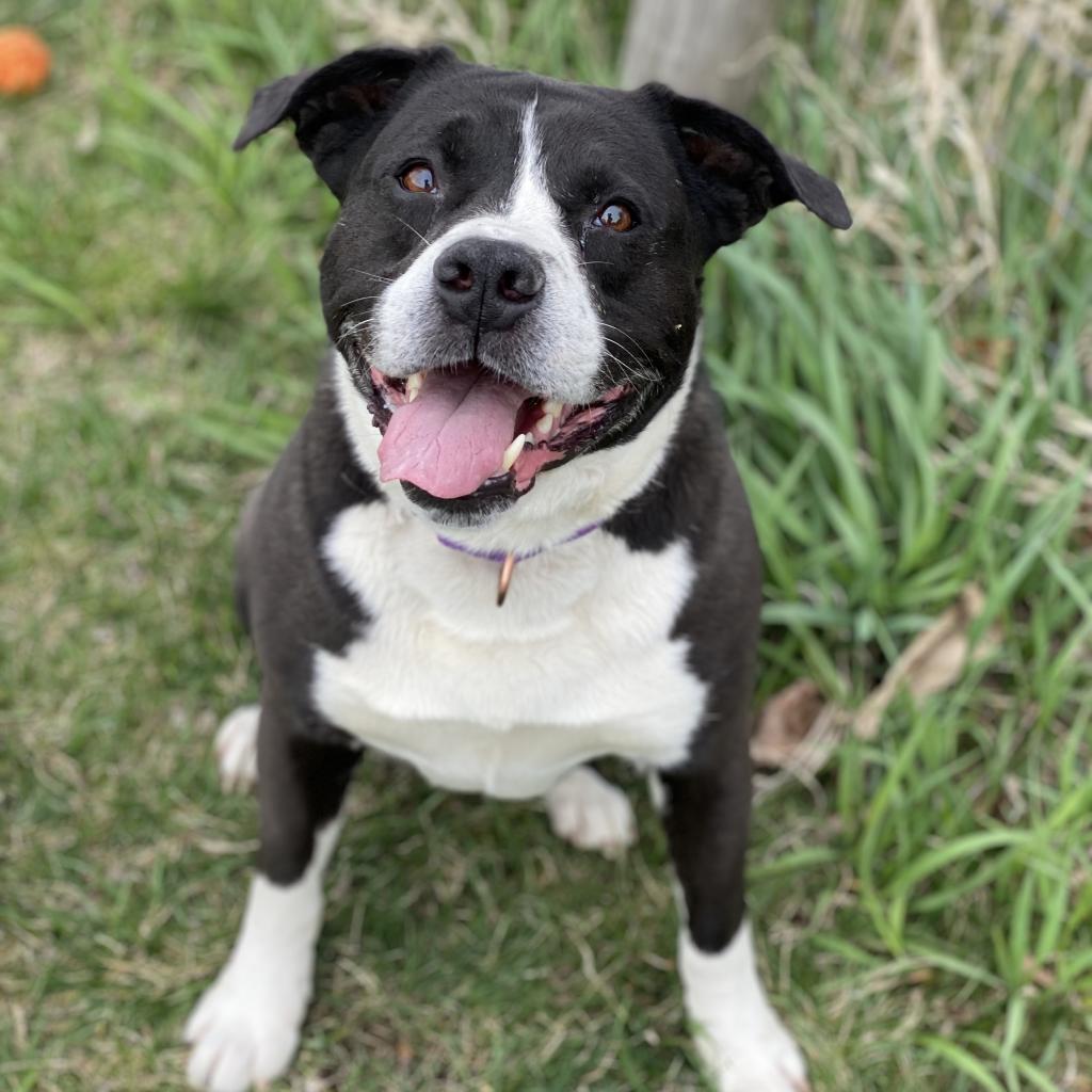 Murphy, an adoptable Boxer, Pit Bull Terrier in Decorah, IA, 52101 | Photo Image 6