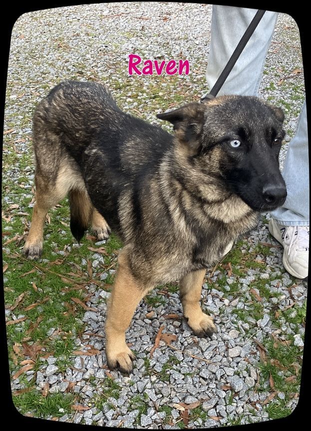 Raven, an adoptable German Shepherd Dog & Siberian Husky Mix in Ahoskie, NC_image-2
