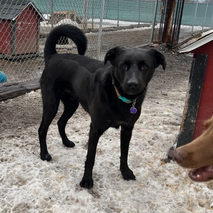 Ace, an adoptable Black Labrador Retriever in Fairmont, MN_image-3