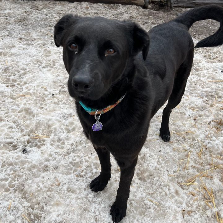 Ace, an adoptable Black Labrador Retriever in Fairmont, MN_image-4