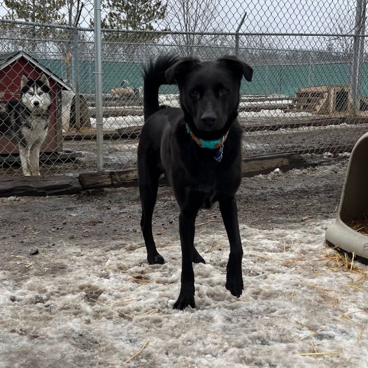 Ace, an adoptable Black Labrador Retriever in Fairmont, MN_image-5